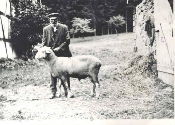 Stolz präsentiert Gottfried Neubert einen Merinolandschaf-Bock.